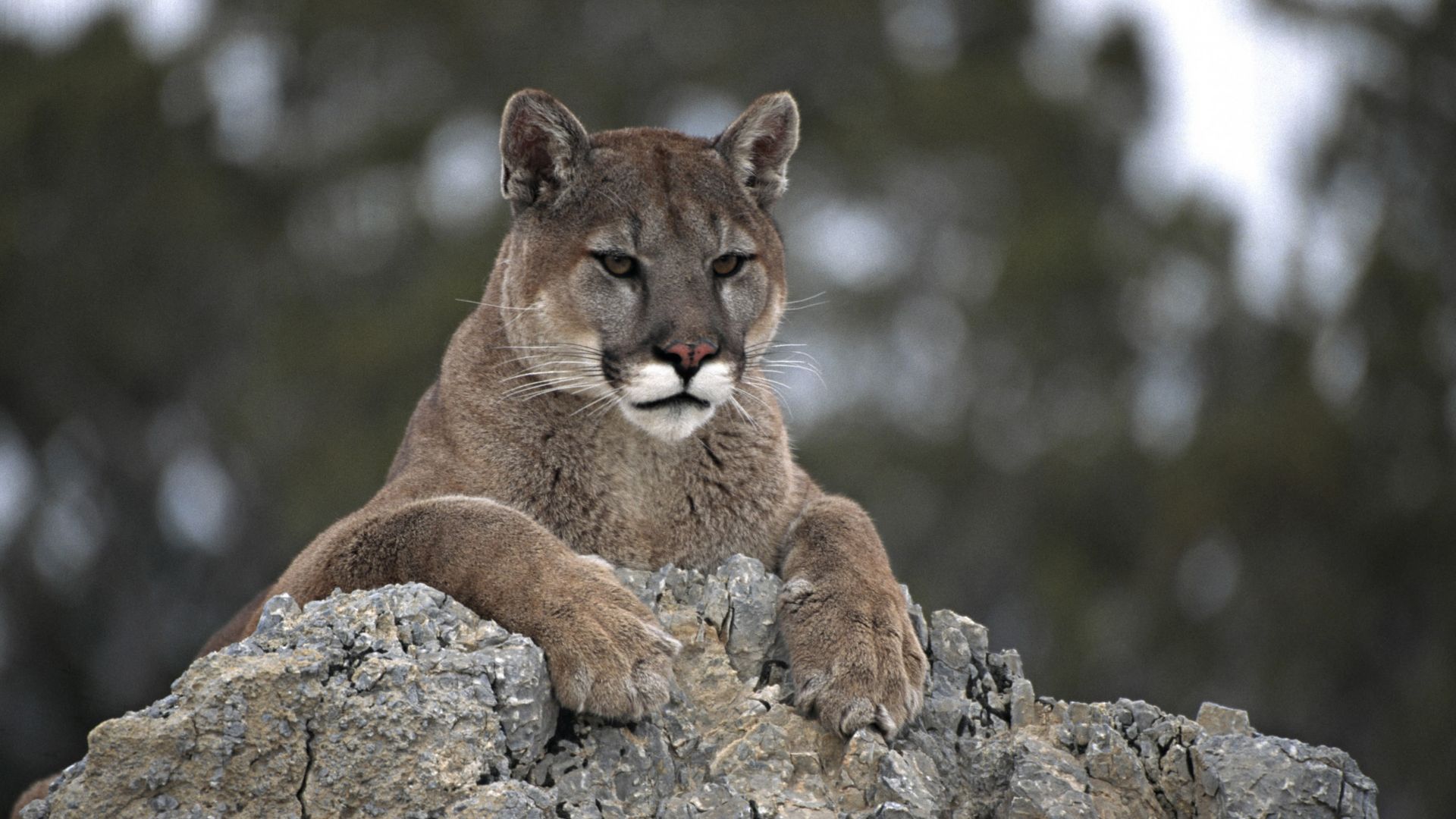 <p>                     Mountain lions, alternatively known as cougars and pumas, are one of Yellowstone’s top predators and one of the largest cats on the continent. These elusive cats are hard to track, but there are thought to be around 40 on the northern range. It’s very unlikely you will see a mountain lion.                   </p>