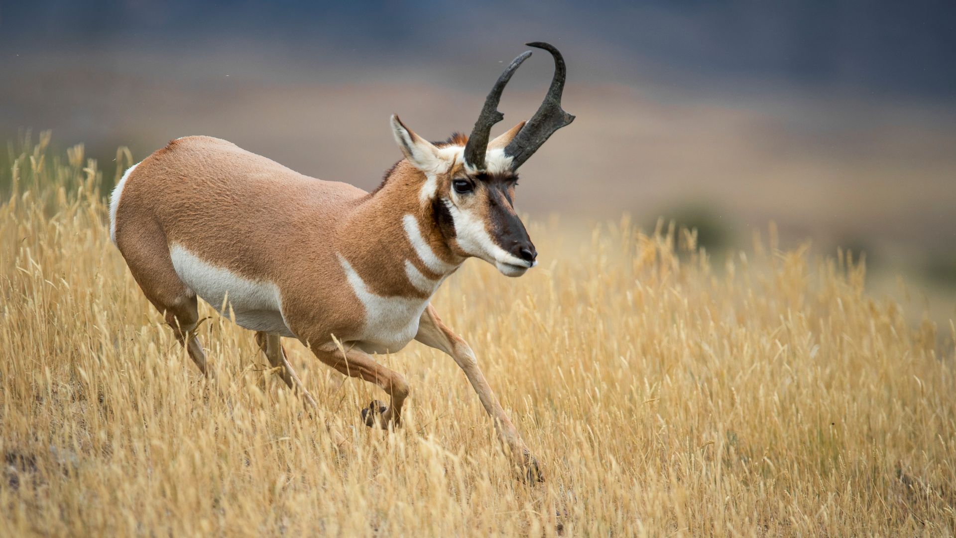 <p>                     Though they’re often referred to as antelope, an assignment perhaps mistakenly assigned by Lewis and Clark, pronghorn is actually the sole surviving member of the ruminant family that evolved in North America over 20 million years. They do have a deer-like body, but are distinctive due to their white rump and underbelly, large eyes and long curved horns which they shed annually. There are about 500 of them in Yellowstone, found in Lamar Valley in the summer and between the North Entrance and Reese Creek in the winter.                   </p>