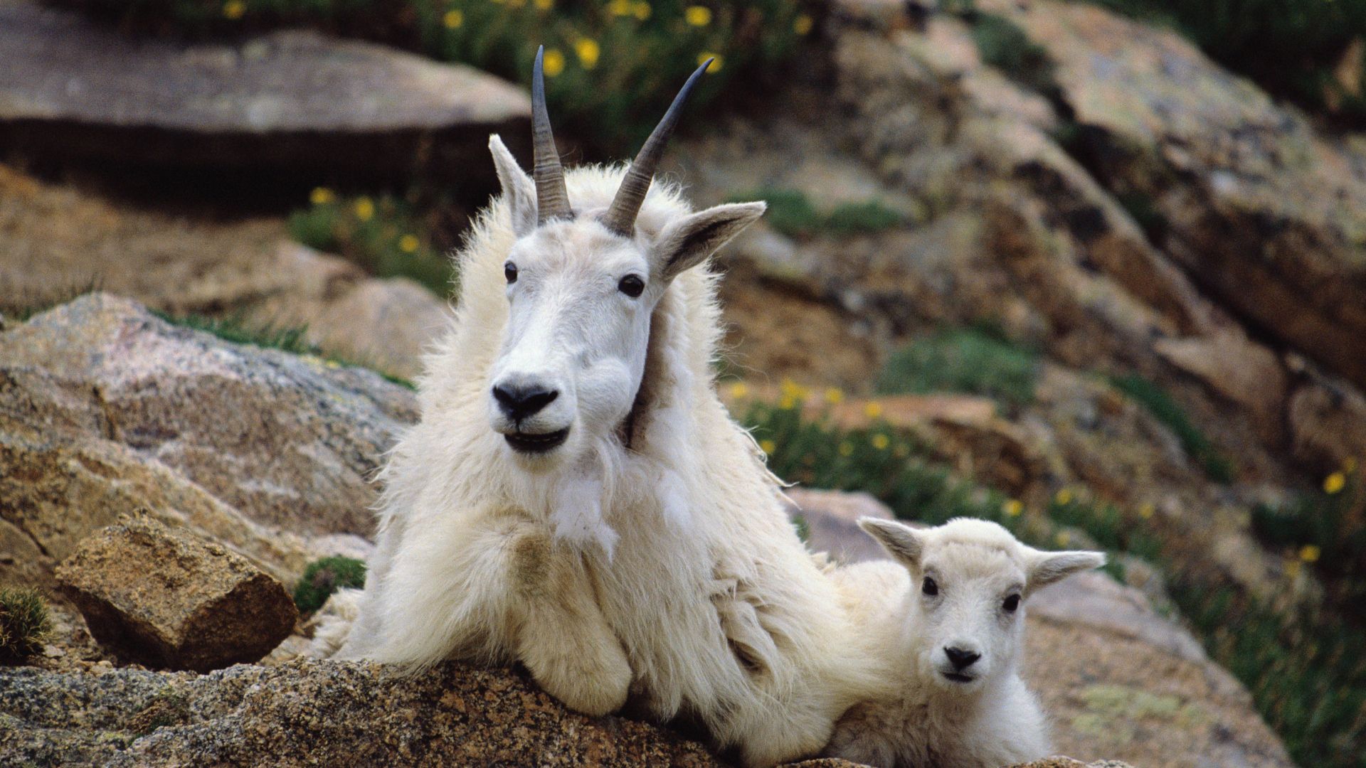 <p>                     Mountain goats aren’t native to the area, but there are now believed to be up to 300 of them here. Despite their name, mountain goats are not actually goats at all. Rather, they are in the same cloven-hoofed family that comprises animals like gazelles, antelopes and bison. In appearance, however, they do very much resemble goats, albeit ones with long, shaggy white hair. These beautiful creatures sport curved black horns and if you’re lucky, you might see one at higher elevations in northeastern and northwestern portions of the park.                    </p>