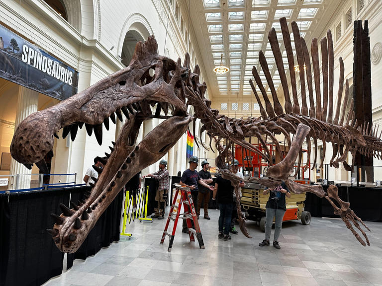 Field Museum announces free admission days, special offerings for kids