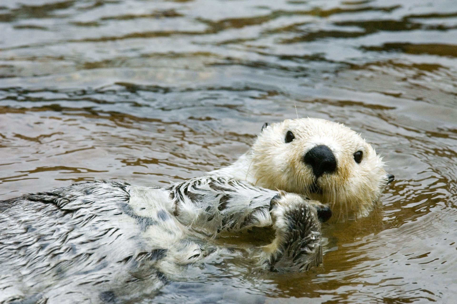 Feel-good photos: The cutest animals on the planet