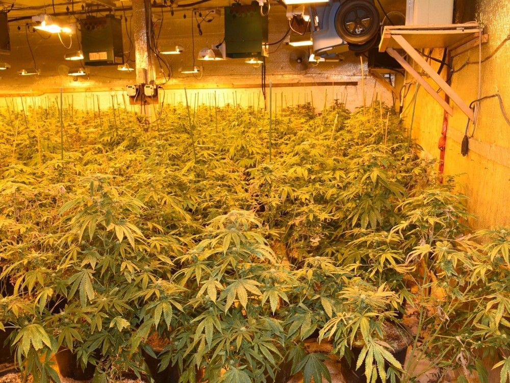 Drugs, firearms, and 4,000 marijuana plants seized from Abbotsford grow-op