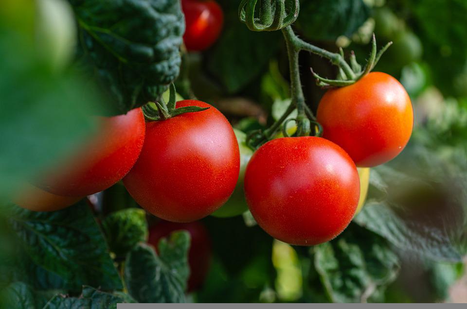 pojistěte si krásnou úrodu lahodných rajčat – pomůže vám docela obyčejný jód
