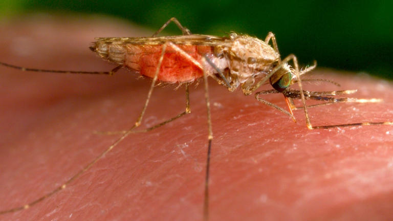 This 2014 photo made available by the U.S. Centers for Disease Control and Prevention shows a feeding female Anopheles gambiae mosquito. The species is a known vector for the parasitic disease malaria. In 2023, the United States has seen some cases of malaria spread by mosquitos — the first time there's been local spread in 20 years. James Gathany/CDC via AP, File