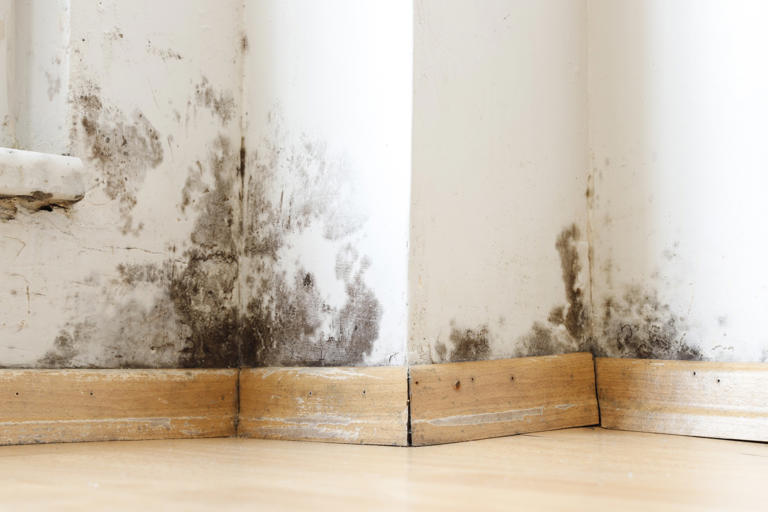 Finding mould in your home is grim – and the obvious solutions don’t always work (Picture: Getty Images/iStockphoto)