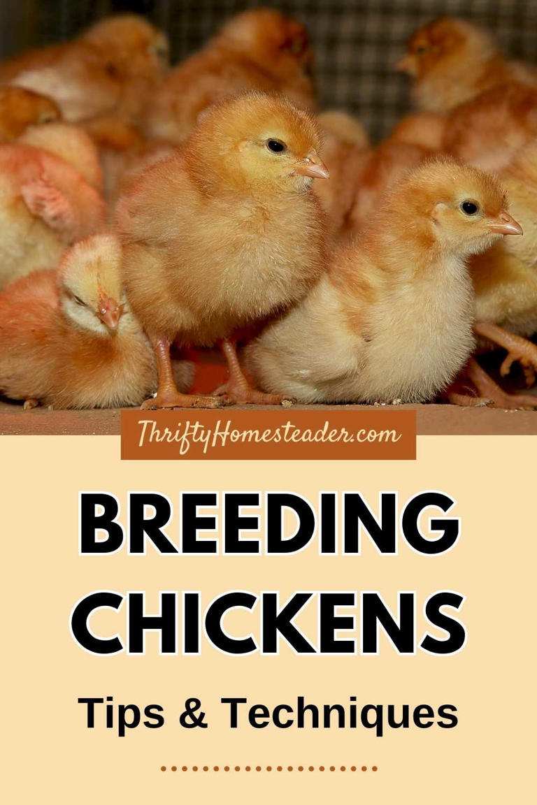 Breeding Chickens: Tips And Techniques For Success