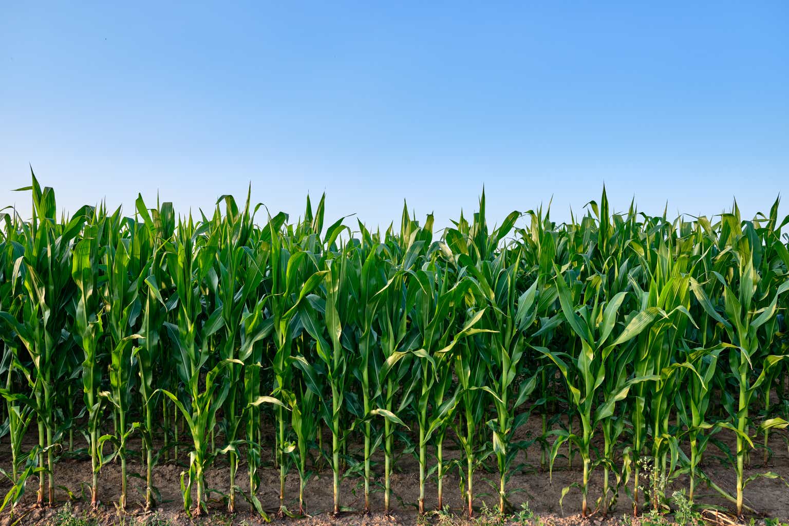 Corn drops to three-year lows after WASDE reports higher stocks, production