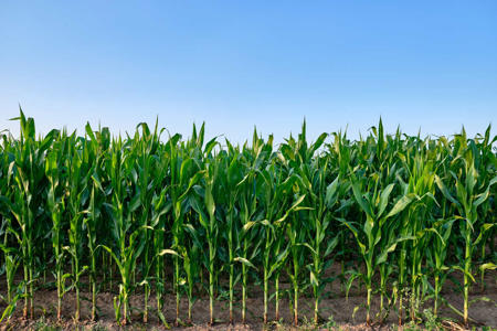 Corn careens lower after USDA reports show higher acreage, stocks<br><br>