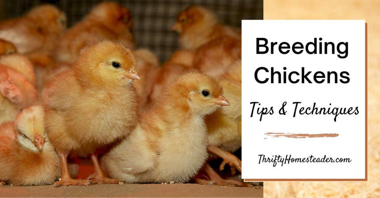 Breeding chickens is popular among farmers and homesteaders who don’t want to buy chicks from a hatchery every year. Some people just let nature take its course, with any rooster in the flock mating with any hen, while others select ... Read More