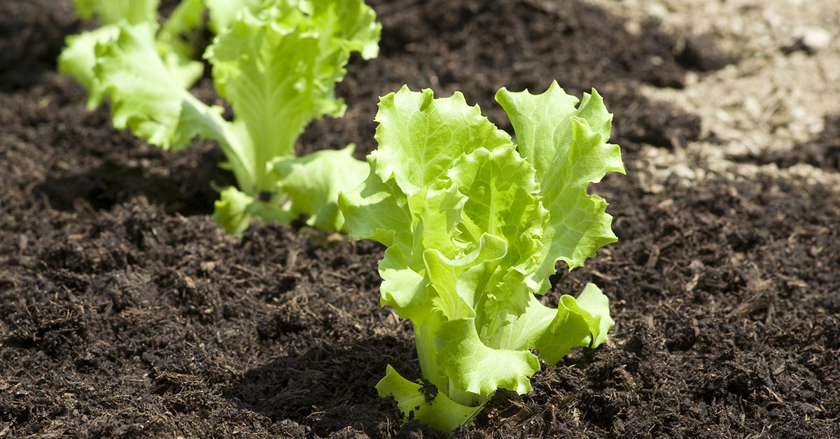 when-to-plant-lettuce-in-vermont