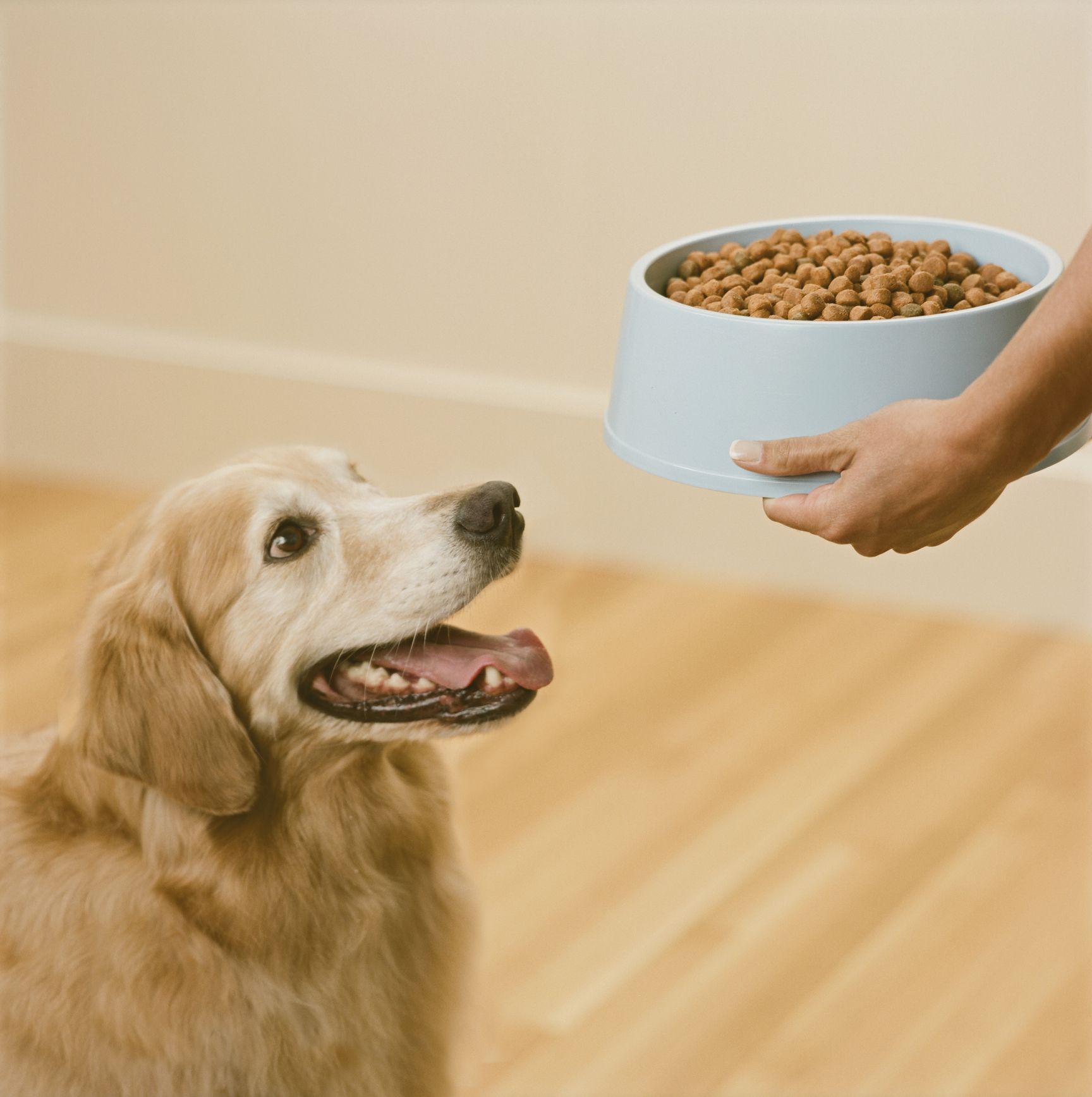 The Best Dog Food Of 2024