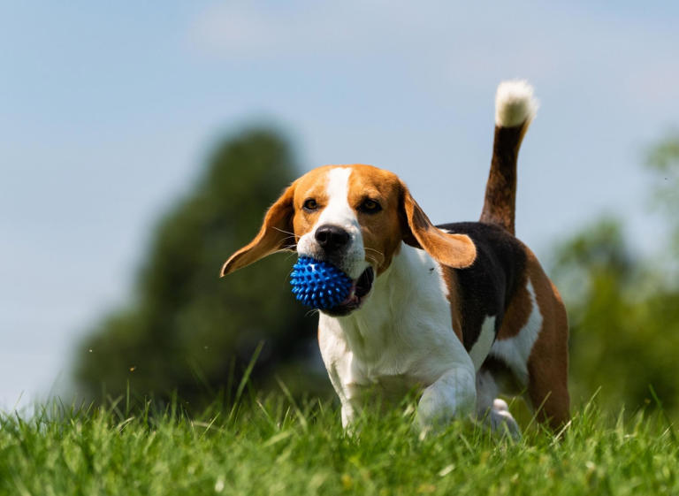 Hard To Train Dogs: Here Are The 10 Breeds Of Adorable Dog That Are 