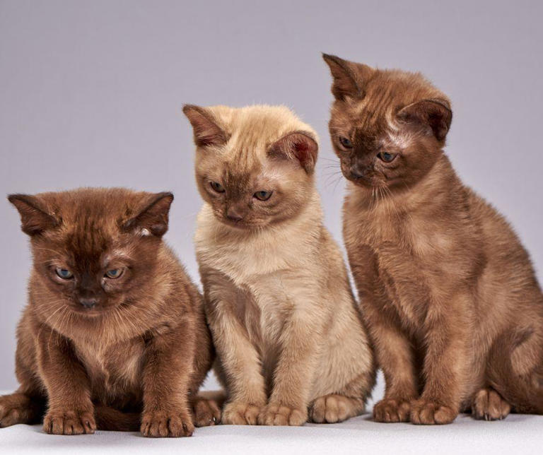 Cats Lifespans: Here are the 10 of the most popular adorable cat breeds ...