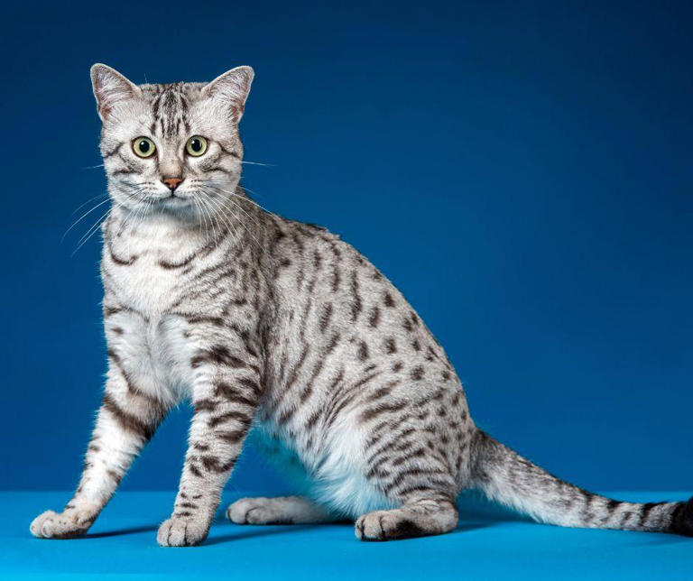 Cats Lifespans: Here are the 10 of the most popular adorable cat breeds ...