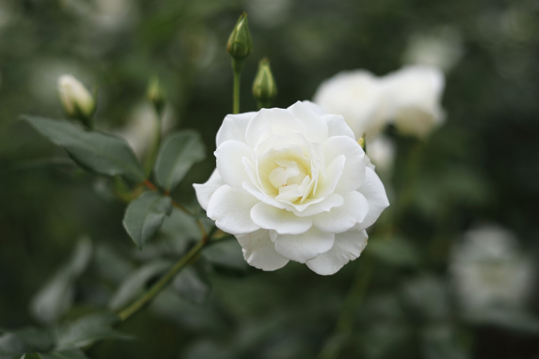 The Prettiest White Flowers To Plant in Your Garden Now