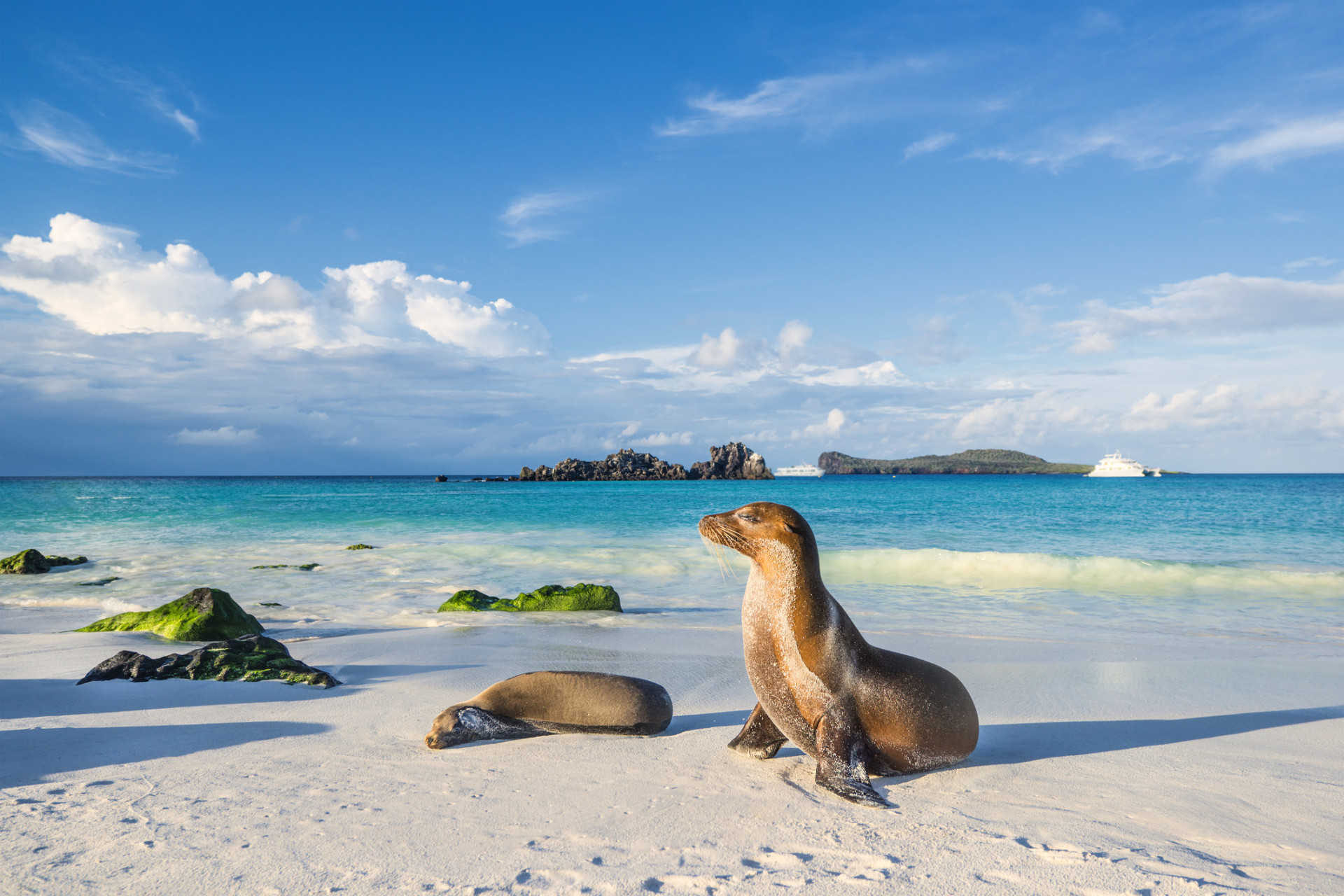 One of the most diverse destinations in terms of wildlife, the Galapagos are a paradise filled with incredible species, such as sea lions, coastal birds, and marine iguanas.<p><a href="https://www.msn.com/en-us/community/channel/vid-7xx8mnucu55yw63we9va2gwr7uihbxwc68fxqp25x6tg4ftibpra?cvid=94631541bc0f4f89bfd59158d696ad7e">Follow us and access great exclusive content every day</a></p>