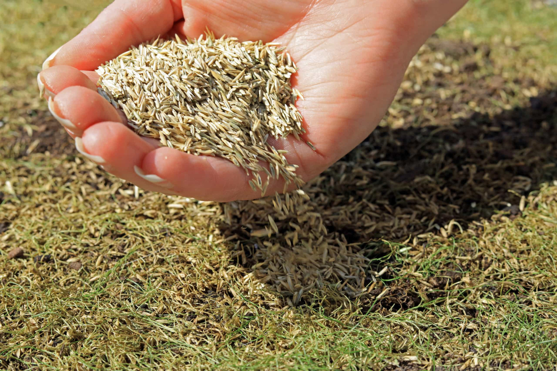 Der perfekte Rasen So werden die Nachbarn neidisch