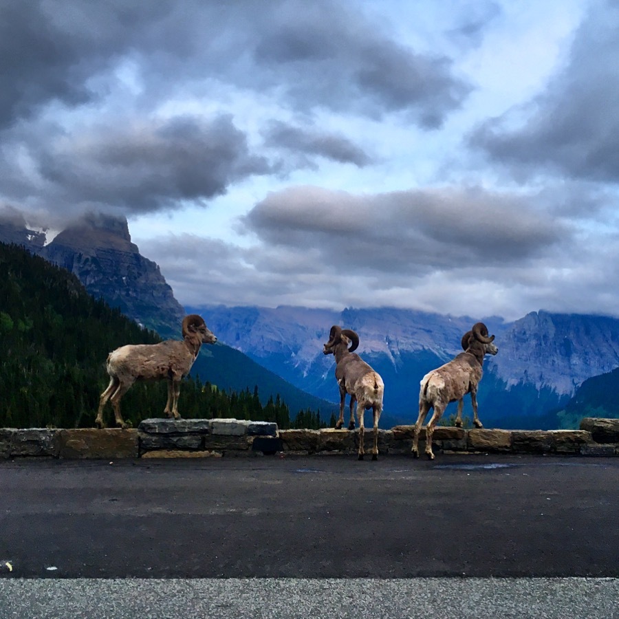<p>Built in 1932, this 50-mile road lives up to its evocative name, carving its way through and by impressive glaciers, beautiful valleys, cascading waterfalls, towering mountains, colorful wildflowers and lots of photogenic wildlife. <a href="https://www.glacierparkcollection.com/plan-your-trip/going-to-the-sun/" title="https://www.glacierparkcollection.com/plan-your-trip/going-to-the-sun/">Going-to-the-Sun Road</a> crosses the Continental Divide at Logan Pass, and because it goes through mountainous terrain it is only open seasonally.</p>