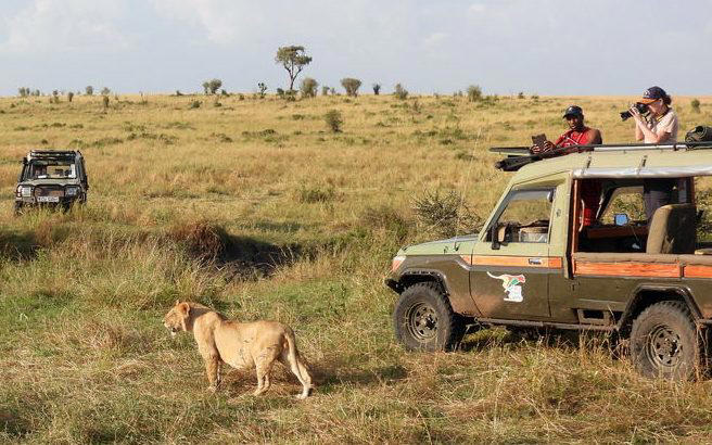 Safari lion family with jeeps in background