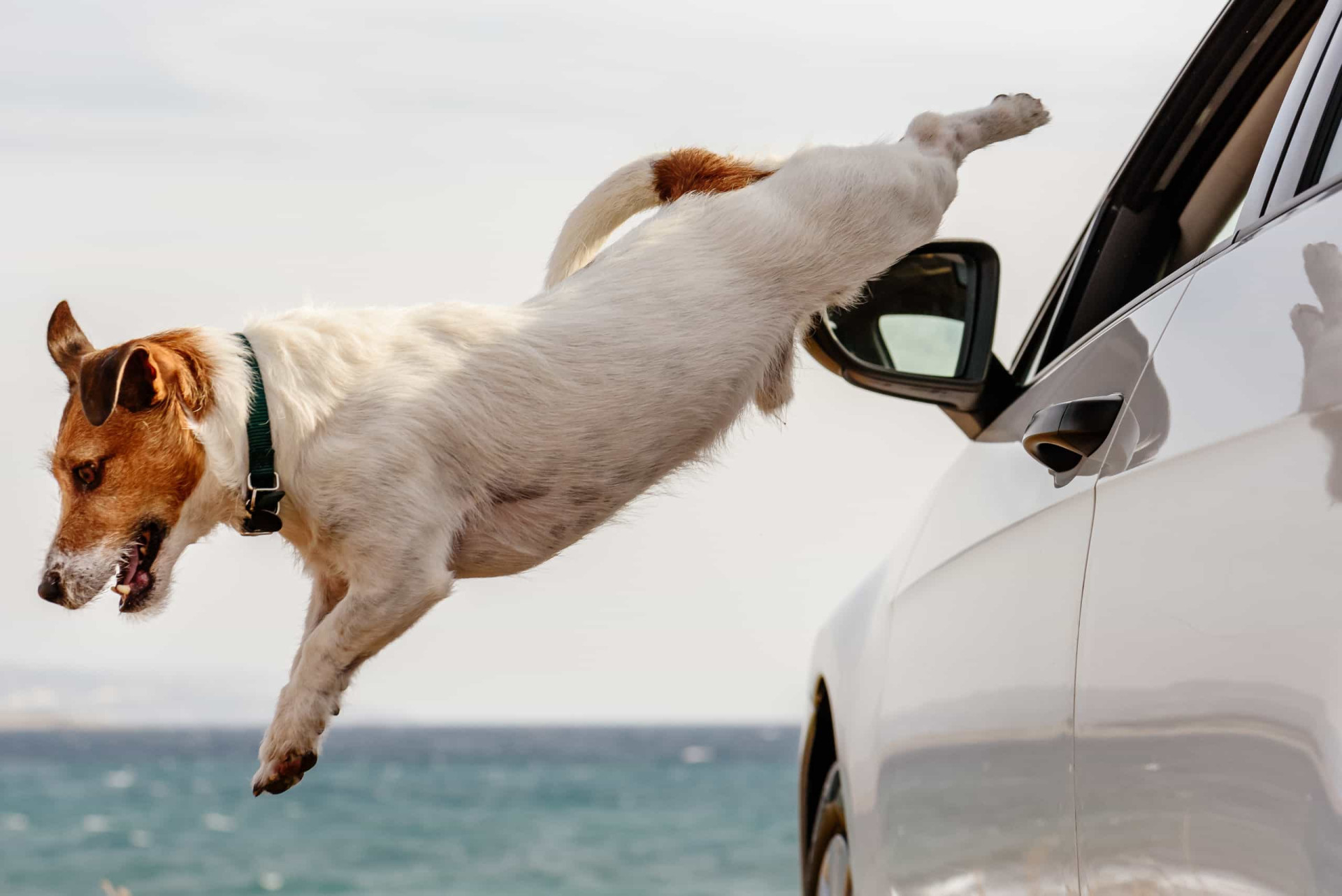 <p>Les risques sont nombreux: votre chien peut être renversé par une voiture ou tout simplement se blesser en sautant.</p>