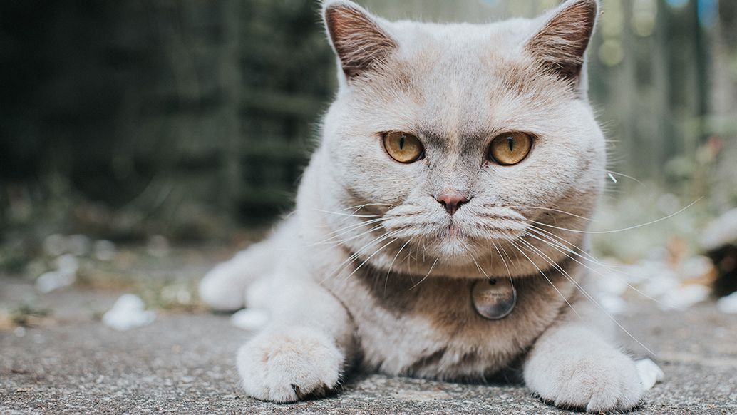 13 things you didn’t know about the British Shorthair cat
