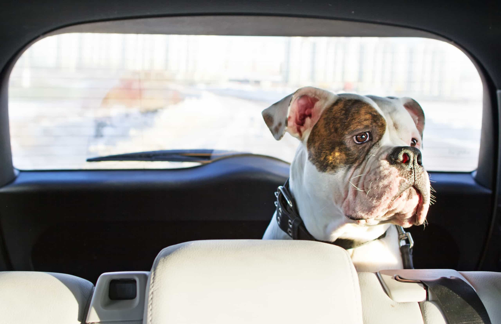<p>Vous devriez contrôler régulièrement la température de votre chien. Il est primordial de s'assurer qu'il va bien, surtout pendant un voyage en voiture.</p>