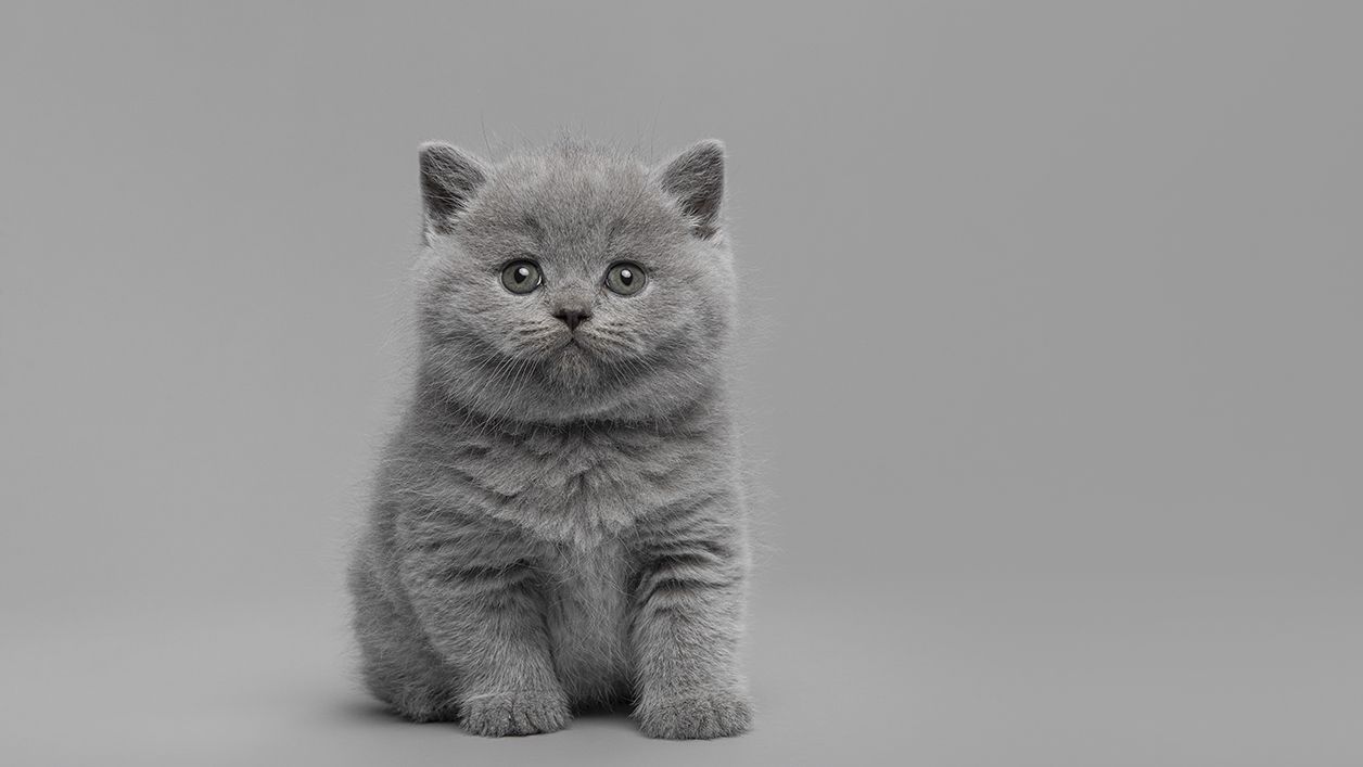 13 things you didn’t know about the British Shorthair cat