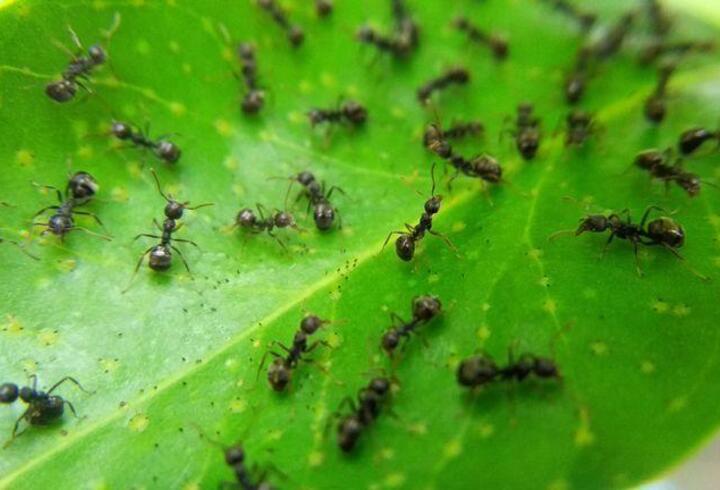 Rüyada bir sürü Karınca Görmek Ne Anlama Gelir? Rüyada Evin İçinde