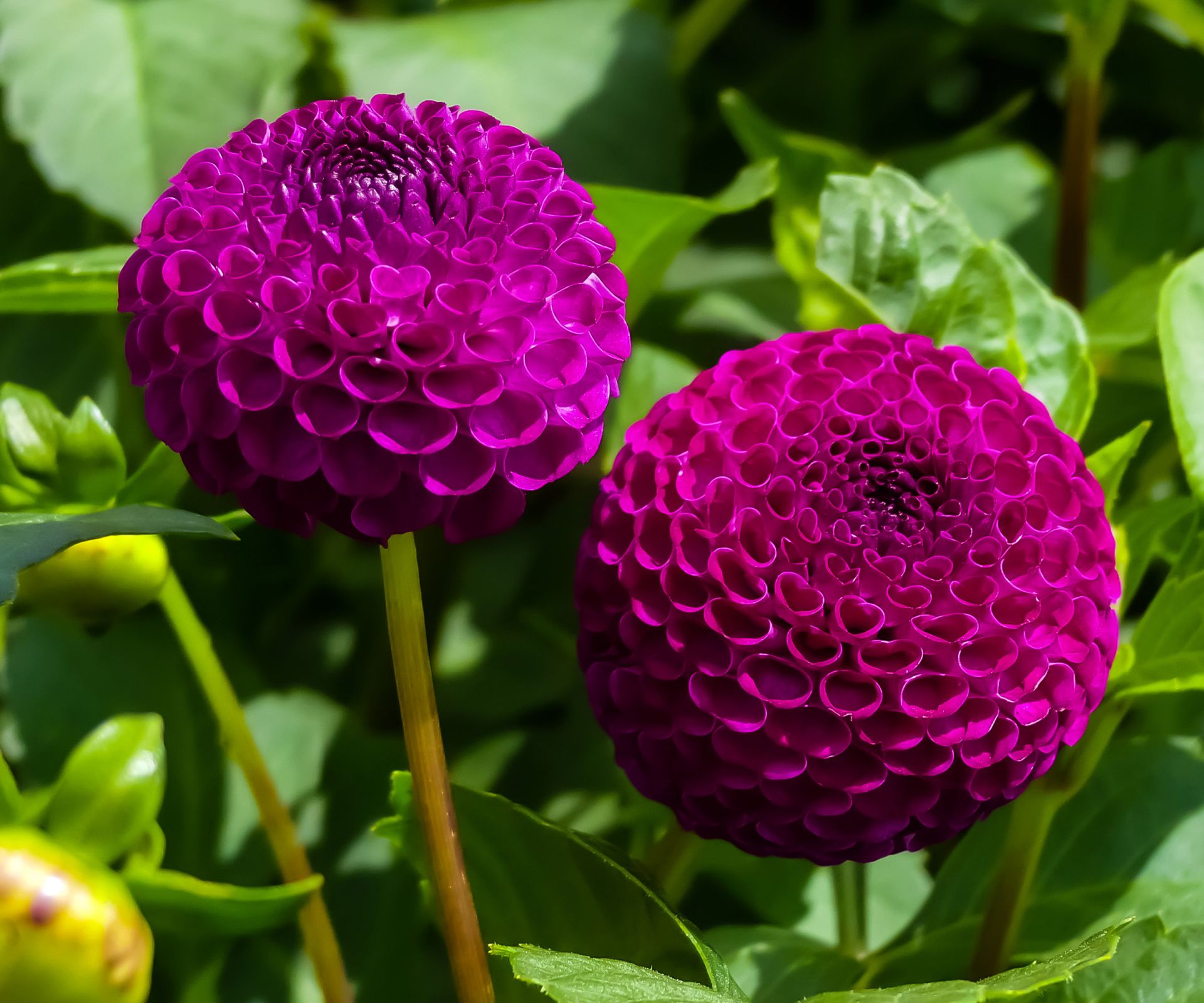 Types of dahlias – 16 dazzling showstoppers for long-lasting displays