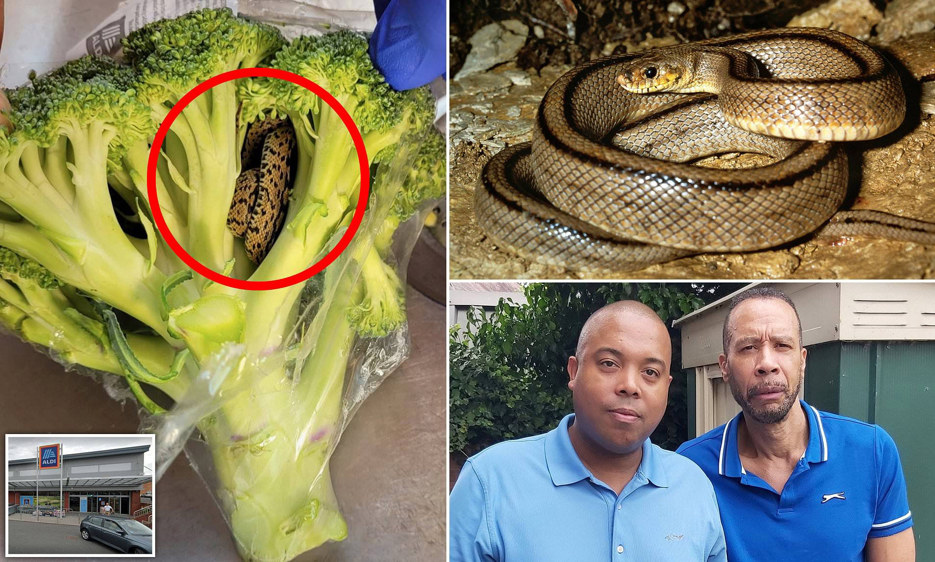 Aldi customer horrified after discovering a young ladder snake in his ...