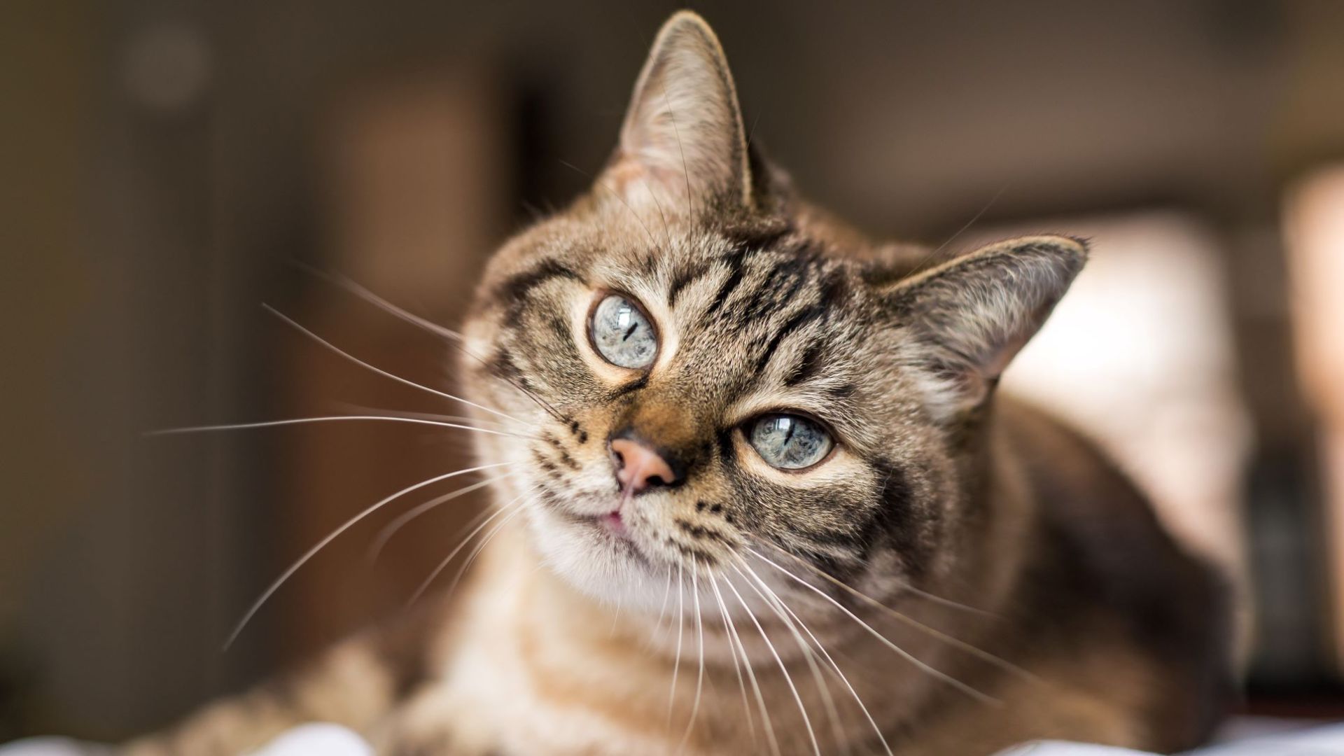 <p>                     Even your cat’s face can hold an expression of happiness! You may notice your chilled-out cat’s whiskers are relaxed and not pulled back in a guarded manner, while their eyes are partially closed or blinking softly to let you know they love you.                    </p>