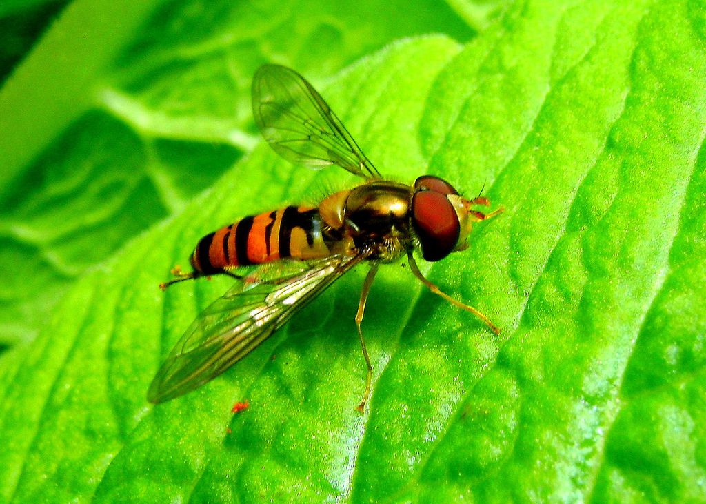 zweefvliegen sterven vijf keer zo snel uit als wilde bijen