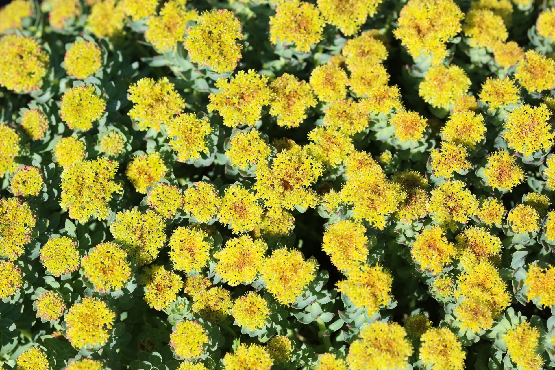 <p>Rhodiola (<em>rhodiola rosea</em>) may interact with SSRIs, affecting serotonin levels.</p><p><a href="https://www.msn.com/en-us/community/channel/vid-7xx8mnucu55yw63we9va2gwr7uihbxwc68fxqp25x6tg4ftibpra?cvid=94631541bc0f4f89bfd59158d696ad7e">Follow us and access great exclusive content every day</a></p>