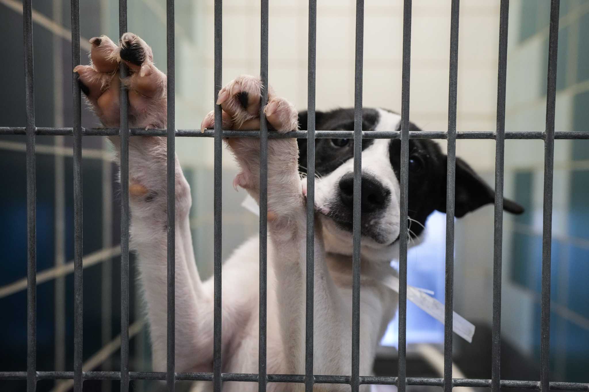 BARC Offers Free Pet Adoptions After Shelter Reached Capacity Following ...