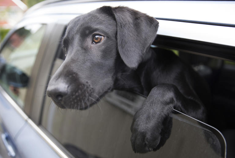 Luna og Milo er de mest populære hundenavnene i Norge. Foto: Jon Eeg / NTB