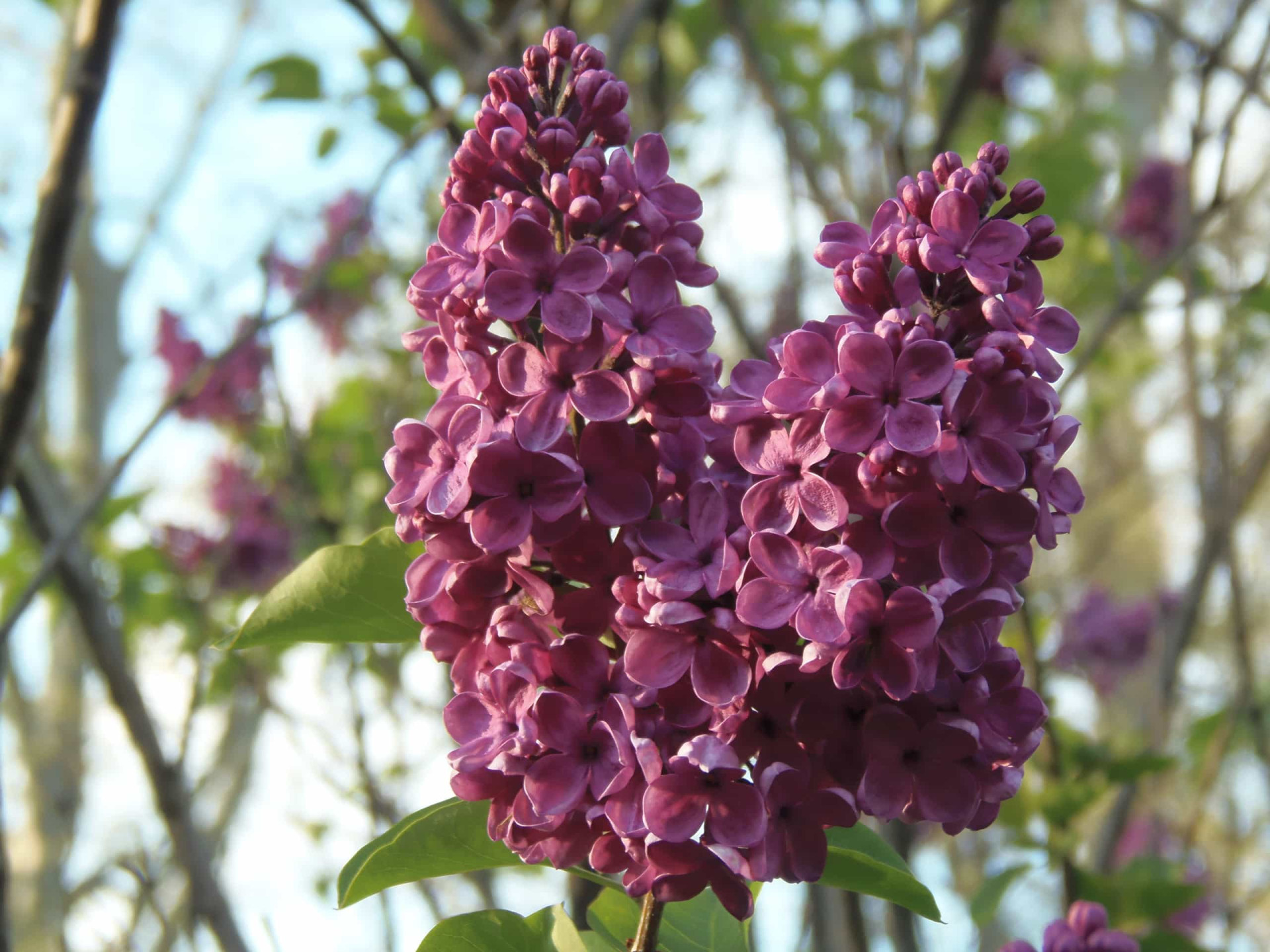 <p>The annual Lilac Festival is much more than a celebration of this pretty bloom. Expect art, music, and food too. Needless to say, the sweet bouquet hanging over the Highland Park venue is intoxicating.</p><p><a href="https://www.msn.com/en-us/community/channel/vid-7xx8mnucu55yw63we9va2gwr7uihbxwc68fxqp25x6tg4ftibpra?cvid=94631541bc0f4f89bfd59158d696ad7e">Follow us and access great exclusive content every day</a></p>