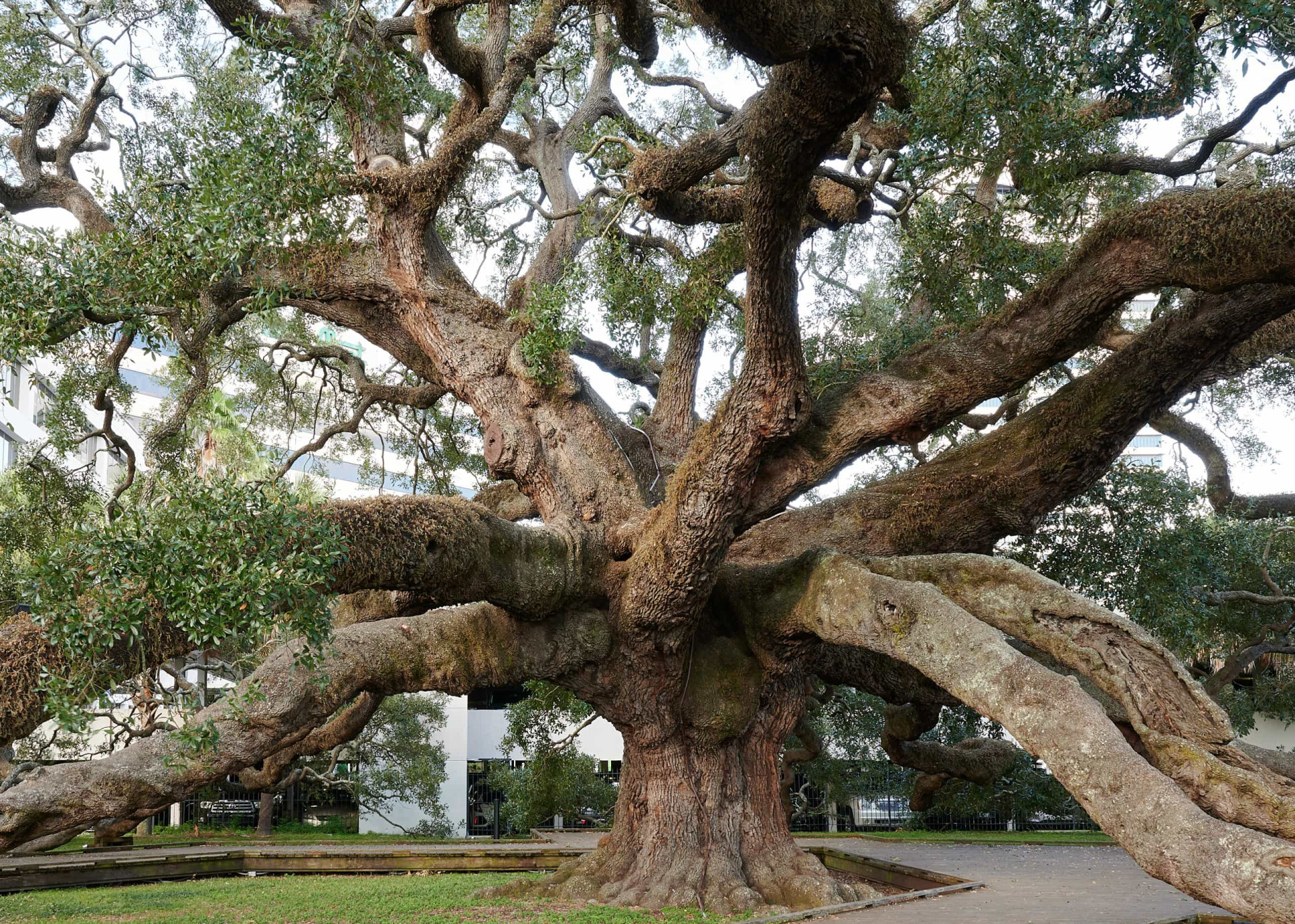 <p>The huge, wide-girth branches of the 250-year-old Treaty Oak standing in Jessie Ball DuPont Park resemble the tentacles of a colossal octopus.</p><p>You may also like:<a href="https://www.starsinsider.com/n/309193?utm_source=msn.com&utm_medium=display&utm_campaign=referral_description&utm_content=198095v22en-en"> The different ways we worship </a></p>