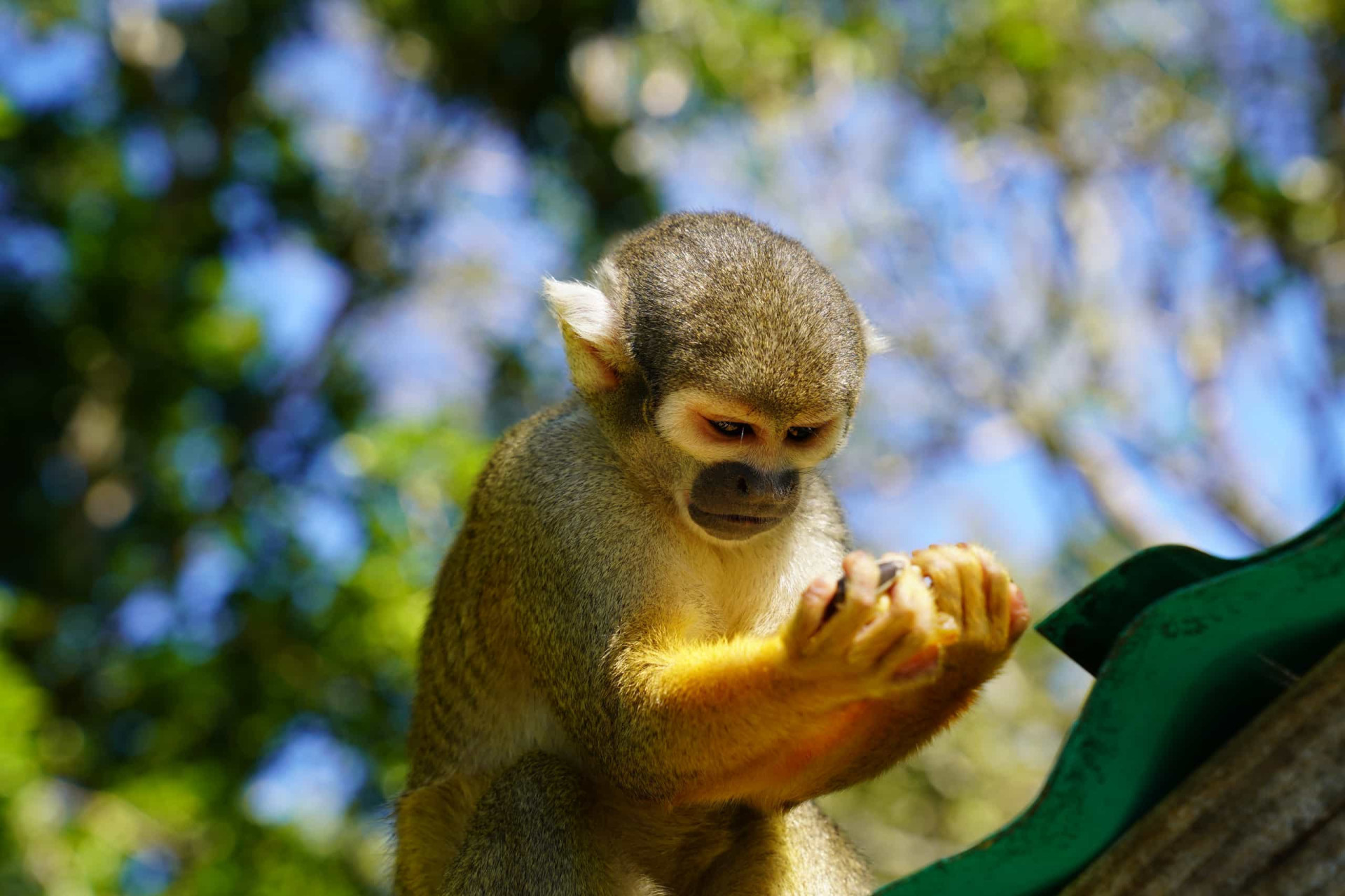 <p>Families of seriously happy primates scamper and jostle in carefree abandon at this family-friendly attraction, the Monkey Jungle "where the humans are caged and the monkeys run wild."</p><p>You may also like:<a href="https://www.starsinsider.com/n/340245?utm_source=msn.com&utm_medium=display&utm_campaign=referral_description&utm_content=198095v22en-en"> The final goodbye to our beloved pets</a></p>