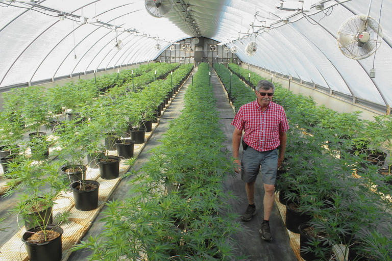 Delmer Langley walks through one of his greenhouses at D.E.L. Hemp Farm in Wilson County, N.C. on April 25, 2022.