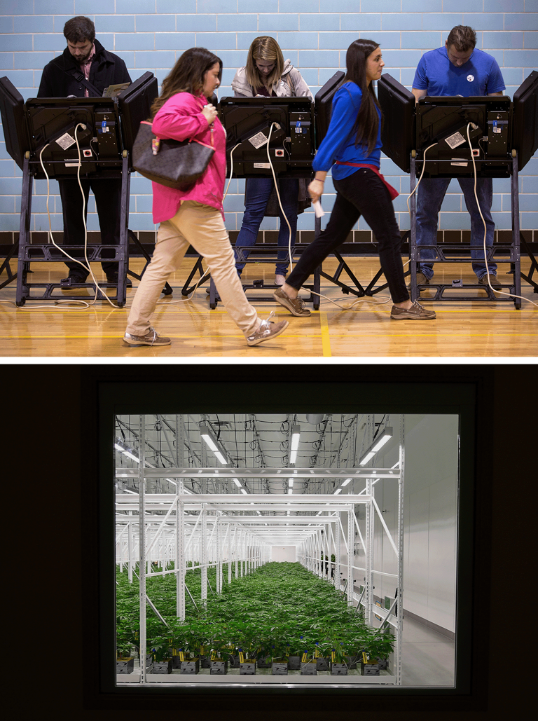 A poll worker leads a voter to an electronic voting machine at the Schiller Recreation Center polling station on election day, Nov. 3, 2015, in Columbus, Ohio. Bottom: Marijuana plants sit under LED lights inside the Veg Room in Eastlake, Ohio, on Sept. 20, 2018.