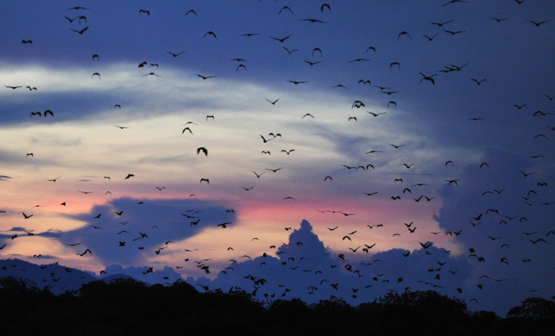 Which animals navigate by sound?