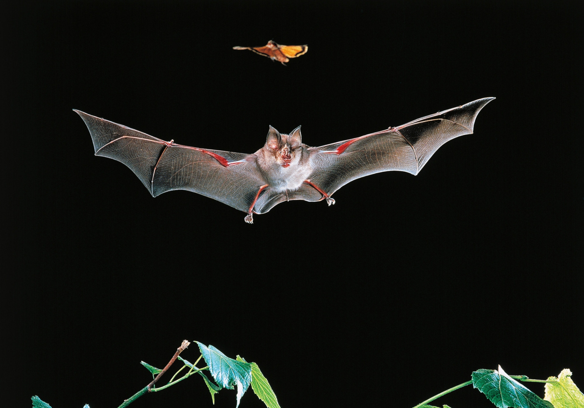 How do animals use echolocation?