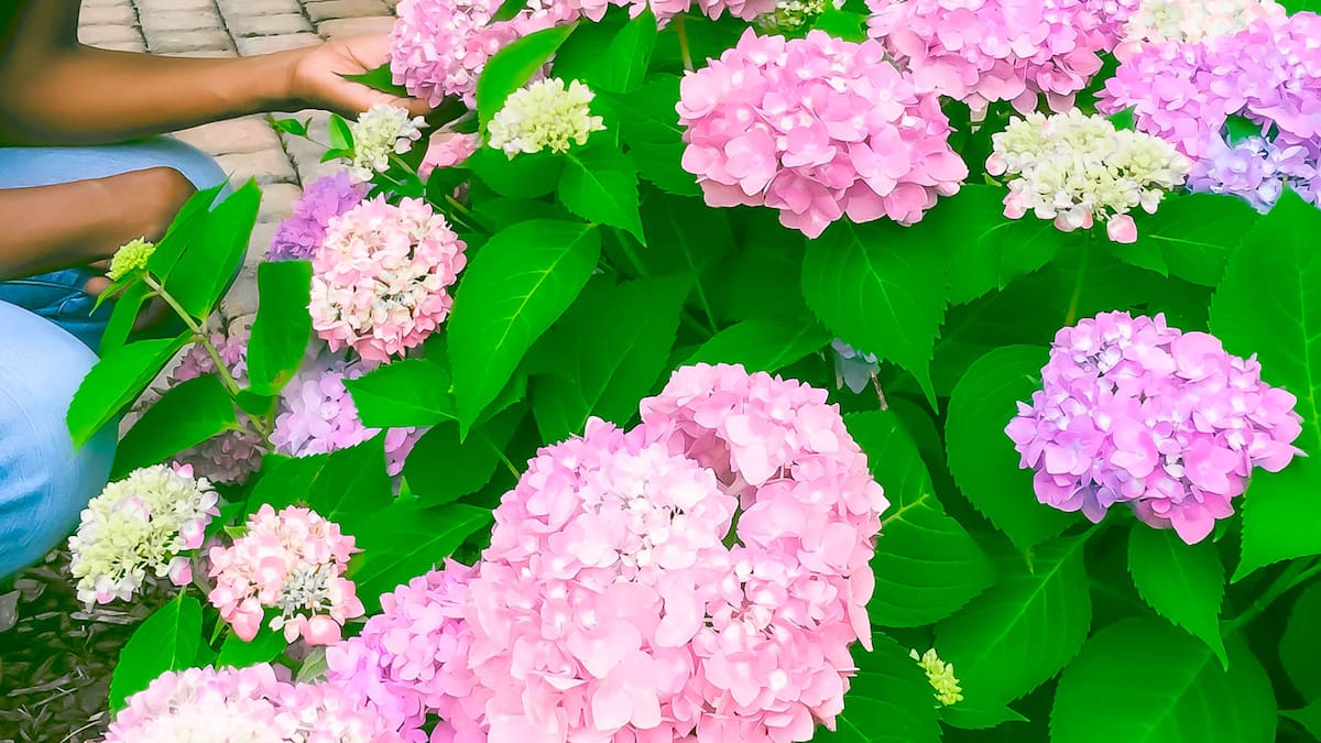 perfekte blütenpracht: so pflegt ihr hortensien richtig