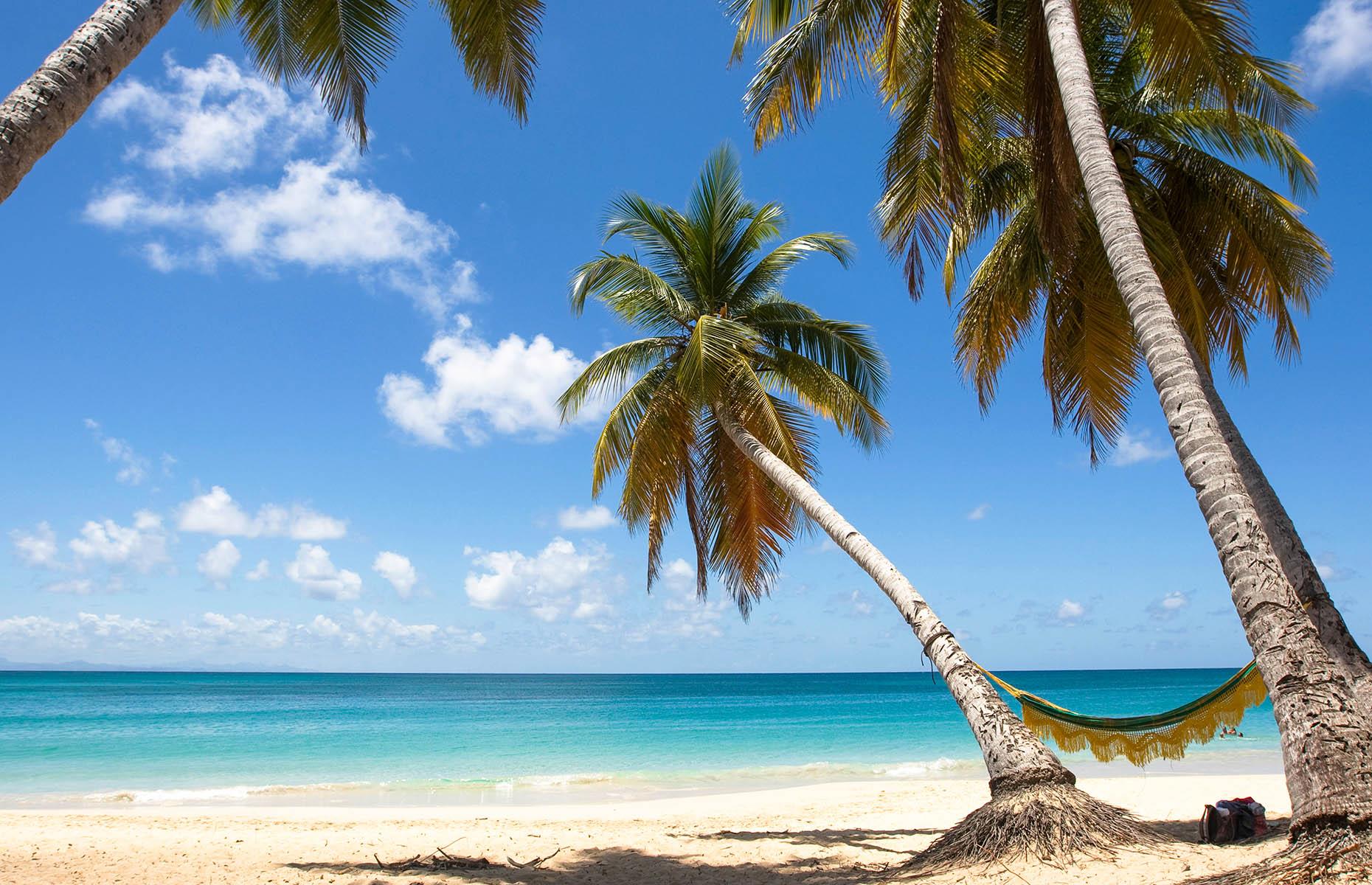 <p>A long strip of white sand, lined with coconut trees bowing respectfully towards an impossibly turquoise sea, Plage des Salines near St Anne on Martinique is the Caribbean beach you’ve always imagined. It’s popular, of course, but with close to 4,000 feet (1,200m) of powder-soft beachfront to choose from, it’s not hard to find your little piece of paradise. There are some small lolos (restaurants) selling snacks, but those in the know bring their own lunch to enjoy a picnic at one of the tables placed strategically at the back of the beach, in the shade.</p>  <p><a href="https://www.loveexploring.com/galleries/69354/50-experiences-you-didnt-know-you-could-have-in-the-caribbean?page=1"><strong>Read on for more exciting experiences to enjoy in the Caribbean</strong></a></p>