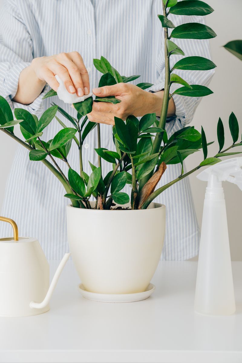 The Coolest Houseplants That Are Actually Easy To Take Care Of