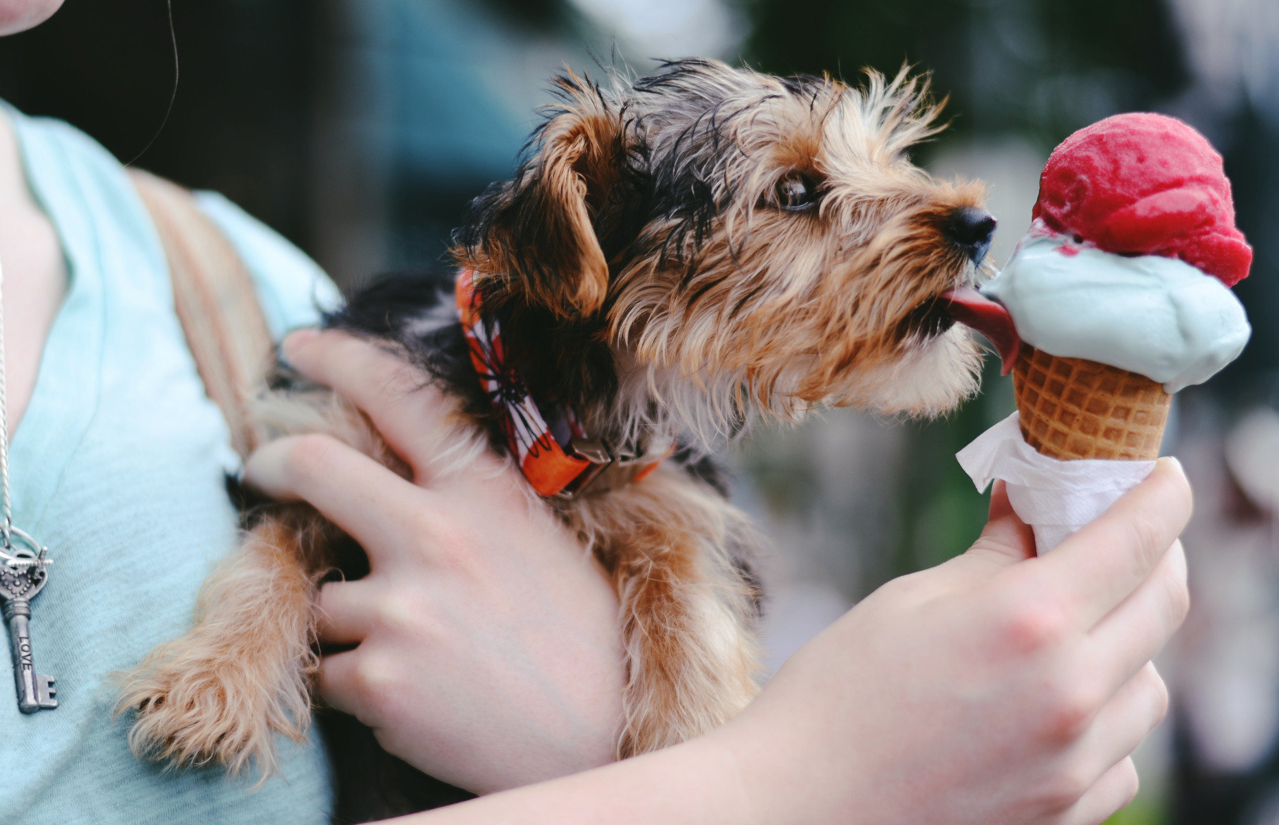 Everything you need to consider before adopting a pet 