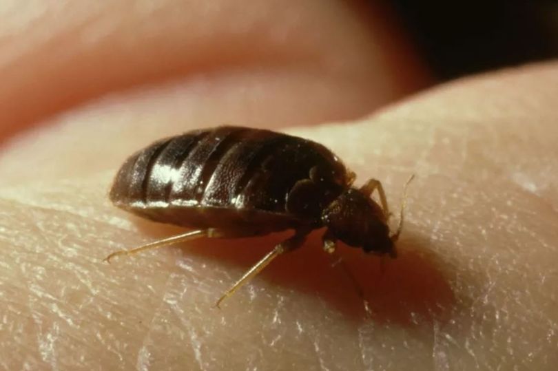 Seven Signs You Have Bed Bugs And How To Get Rid Of Them, According To ...