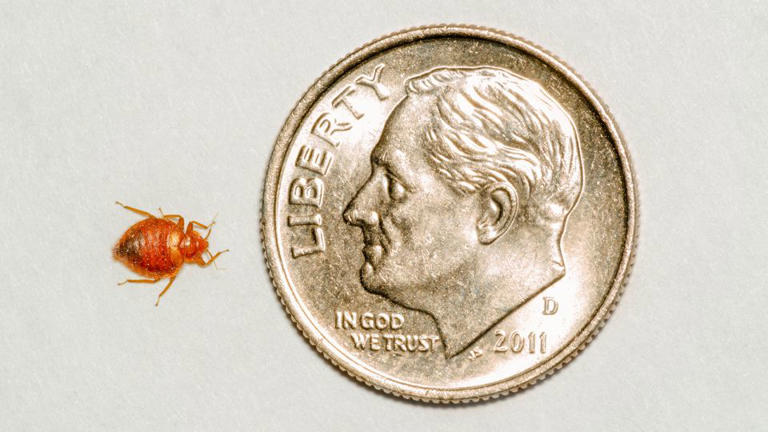 No wonder bedbugs are hard to spot -- this one is dwarfed by this US dime. - Jeff March/Alamy Stock Photo