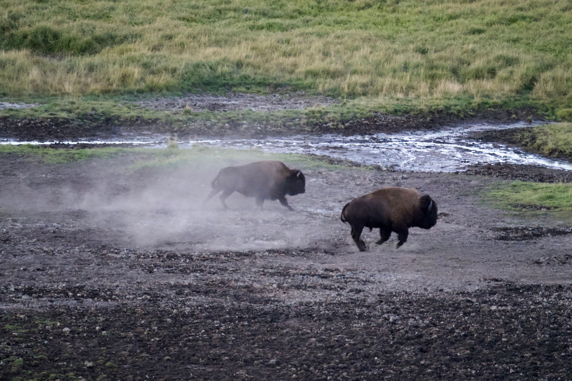 Brilliant facts about the American bison