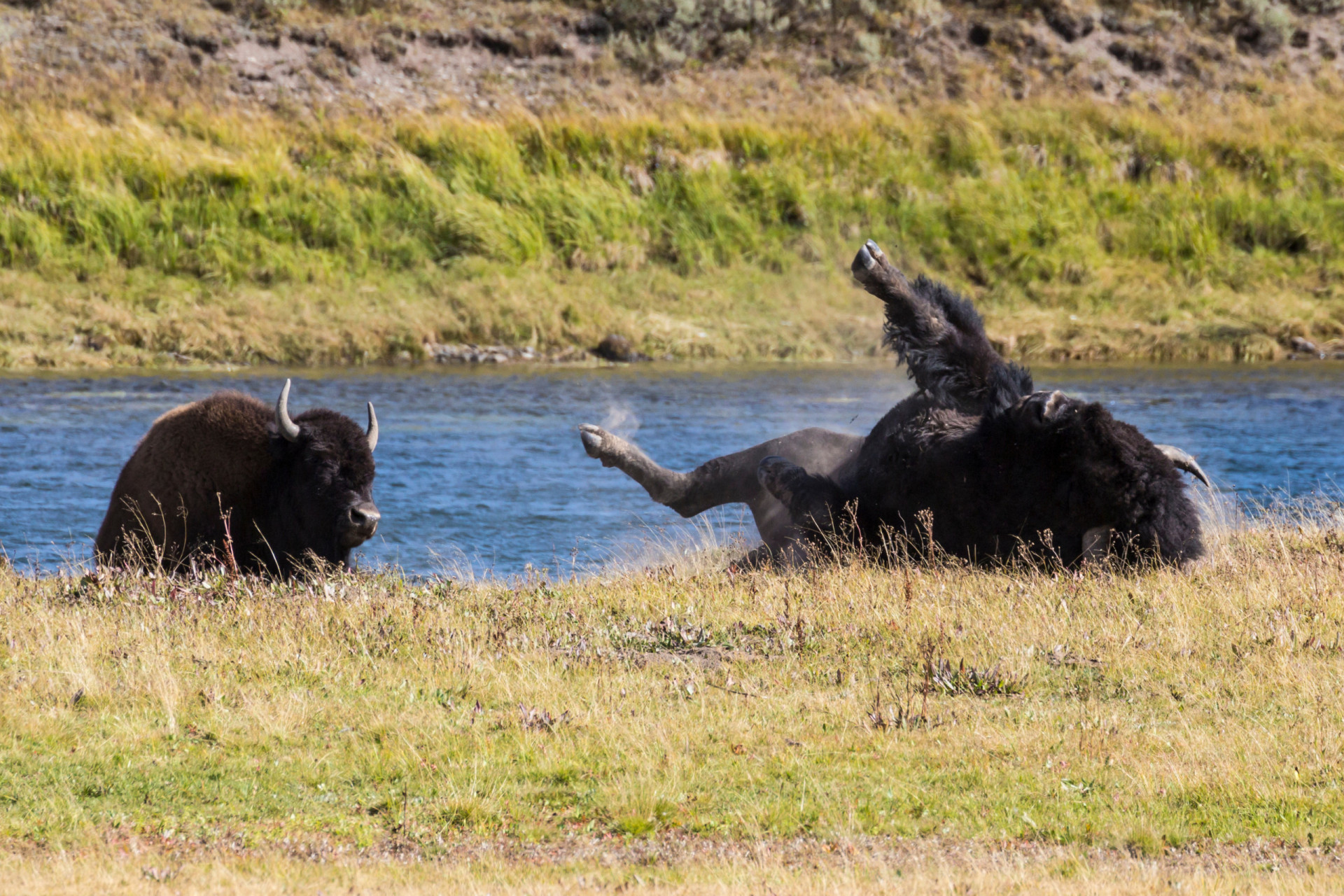 Brilliant facts about the American bison